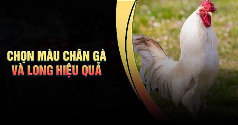chon-mau-chan-ga-va-long-hieu-qua-nhat